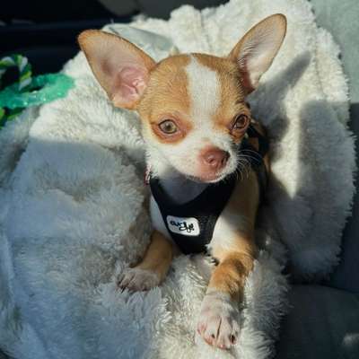 Hundetreffen-Chihuahua Freunde gesucht-Bild