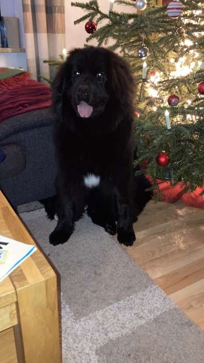 Neufundländer Freunde!-Beitrag-Bild