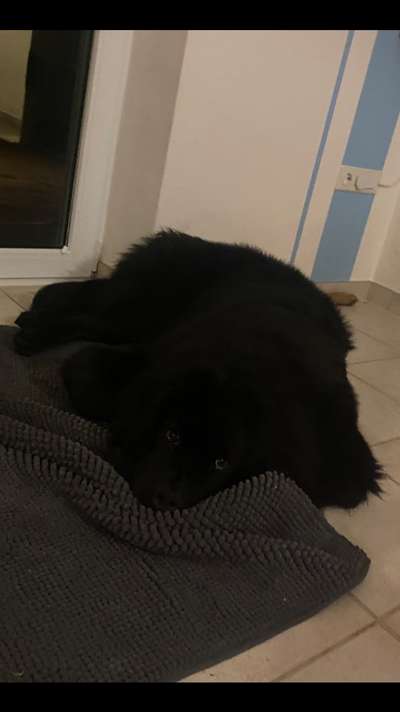 Neufundländer Freunde!-Beitrag-Bild