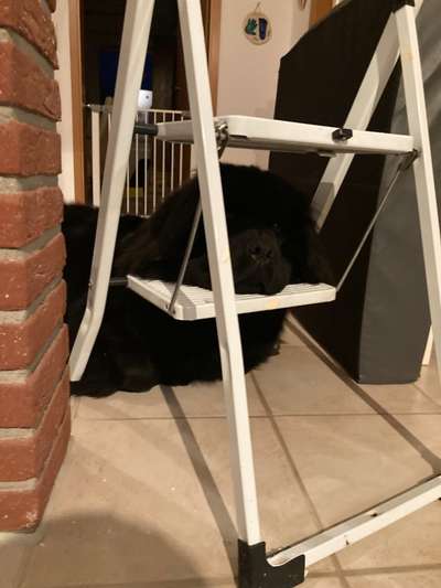 Neufundländer Freunde!-Beitrag-Bild