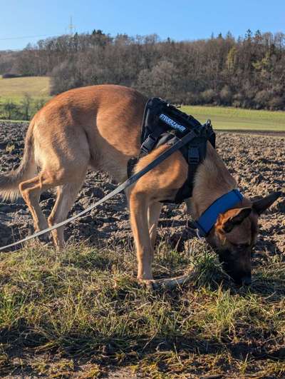 Welches Halsband trägt dein Hund und warum dieses?-Beitrag-Bild