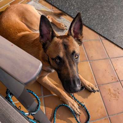 Hundetreffen-Gemeinsames Training / danach spielen-Bild