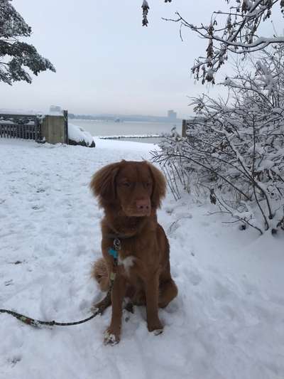 Hundetreffen-Spielen und Trainieren mit Nova Duck Tolling Retriever-Bild