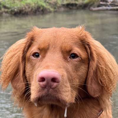 Hundetreffen-Wer hat noch einen Nova Duck Tolling Retriever ?-Bild