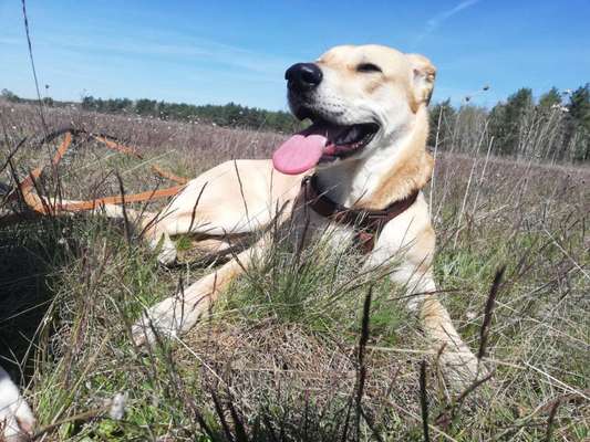 Die Dogorama Monats Challenge "Es grünt und blüht"-Beitrag-Bild