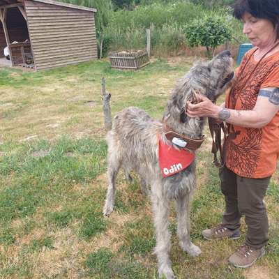 Hundetreffen-Irich Wolfshund-Bild