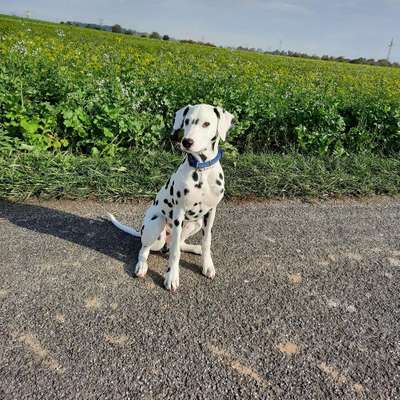 Hundetreffen-Spiel-und Gassirunde