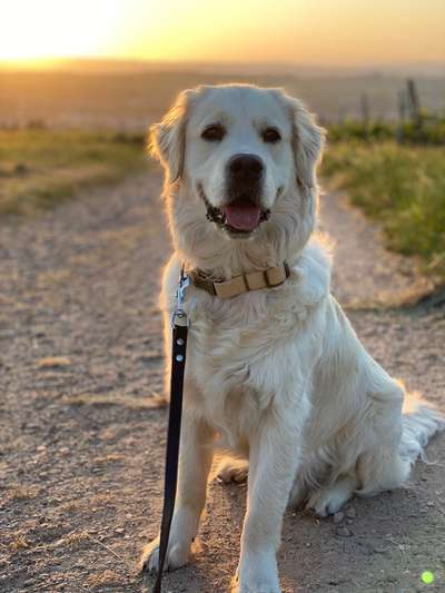 Hundetreffen-Gassi und Spielrunde-Bild