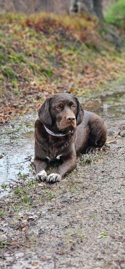 Hundetreffen-Kirby, Labrador/Kleiner Münsterländer-Mischling sucht Hunde-Gesellschaft-Bild