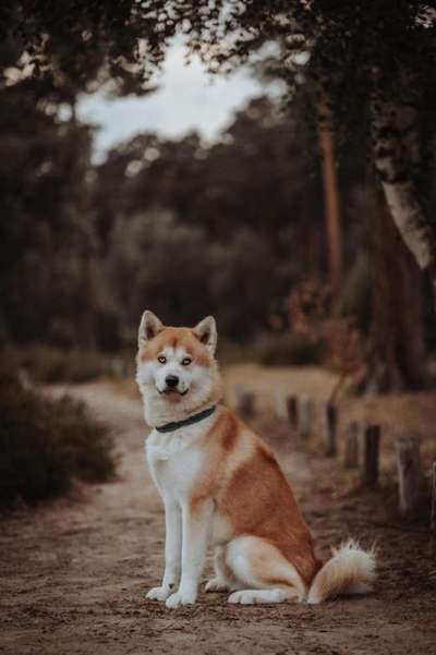 Warum müssen Mischlinge jetzt so klangvolle "Rassebezeichnungen" haben?-Beitrag-Bild