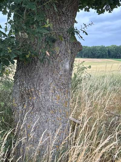 Giftköder-Eichenprozessionsspinner-Bild