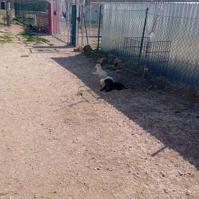 aktuelles Foto Gruppe Tierschutz Kroatien Herzprojekt Shelter DiNoah Knin