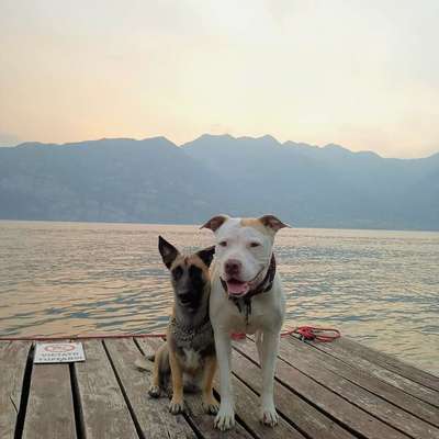 aktuelles Foto Gruppe American Bully XL / American Staffordshire Terrier