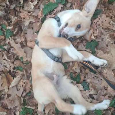 aktuelles Foto Gruppe Tierschutz Kroatien Herzprojekt Shelter DiNoah Knin