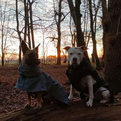 Hundetreffen-Gassirunde-freundschaften🐾☺️ Isernhagen/Altwarmbüchen-Bild