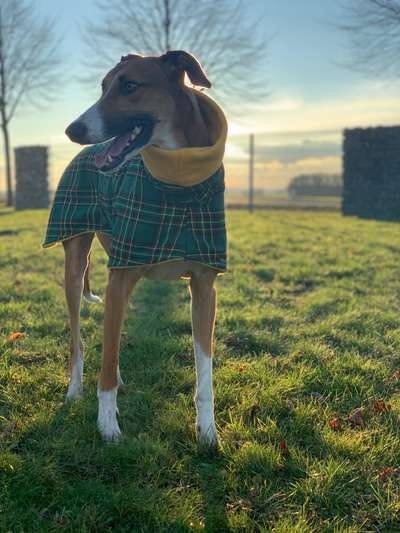 Die Dogorama Kalender Challenge Titelbild-Beitrag-Bild