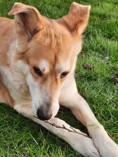 Zeigt mir die tollste Nahaufnahme von eurer Fellnase-Beitrag-Bild