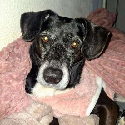 Hundetreffen-Alte Hunde oder kleine