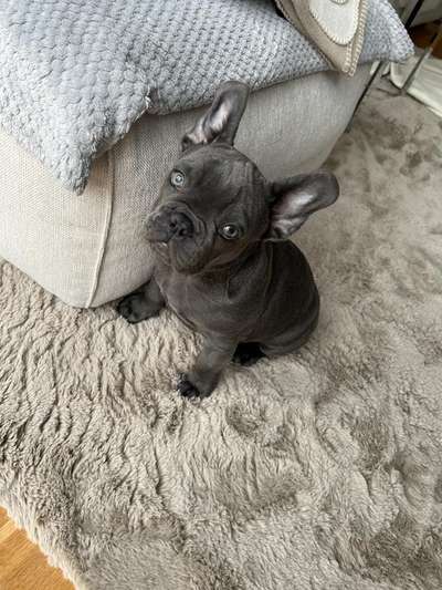 Französische Bulldoggen-Beitrag-Bild