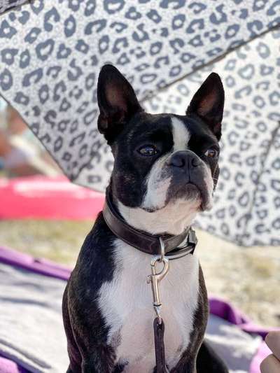 Wo sind hier die Boston Terrier?-Beitrag-Bild