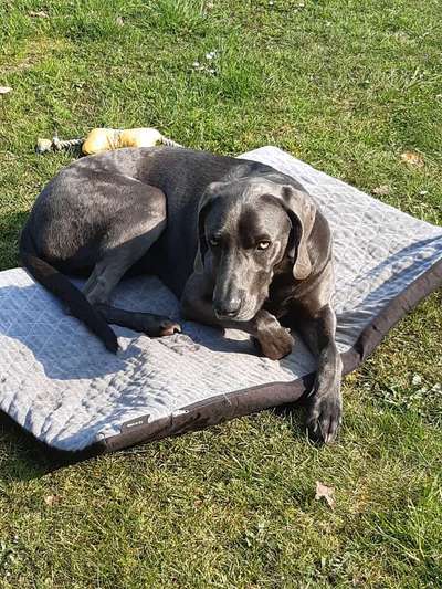 Weimaraner-Beitrag-Bild