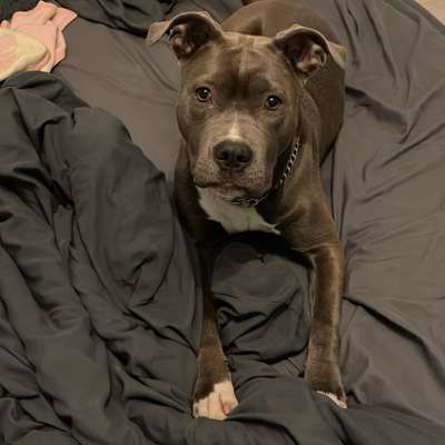 Hundetreffen-🐾 Esmeralda sucht Spiel- & Trainingspartner 🐾-Bild