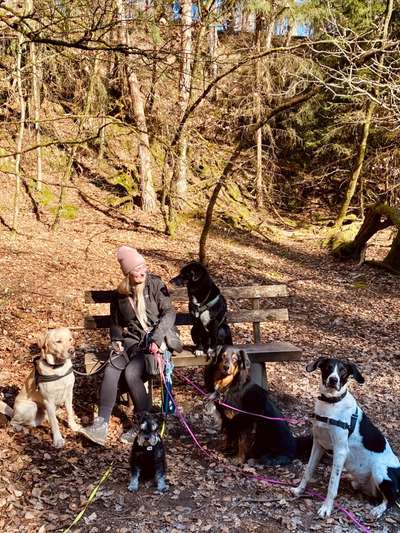 Gassi-Services-Dogbuddies Taunus-Bild