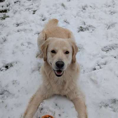 Hundetreffen-Spielgefährten gesucht-Bild