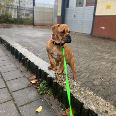 Hundetreffen-Social Walk-Bild