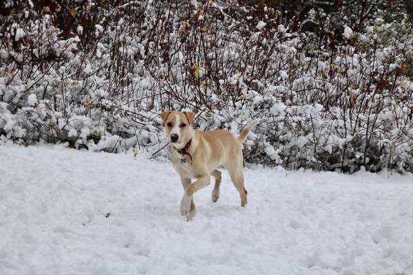 Wie heißt dein Hund?-Beitrag-Bild