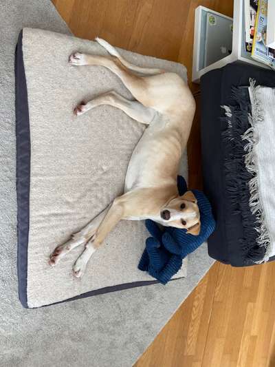 Windhunde - Treffen der besonderen Schönheiten
HERZLICH WILLKOMMEN-Beitrag-Bild