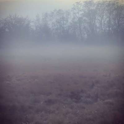 Hundetreffen-Playdates Magdeburg-Bild