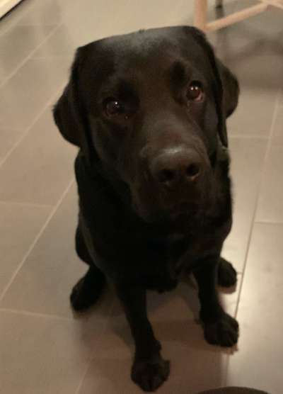 Die besten Hundeblicke 🐾❤️-Beitrag-Bild