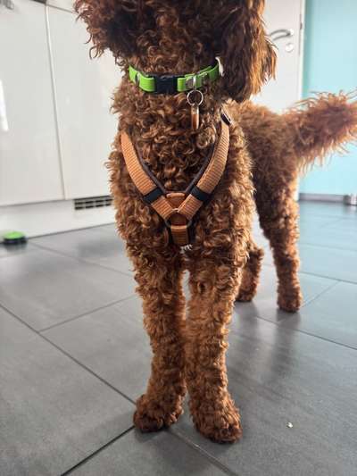 Vorderpfoten nach außen gedreht-Beitrag-Bild