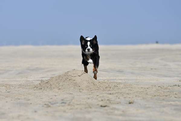 61. Handyfotochallenge - der springende Hund-Beitrag-Bild