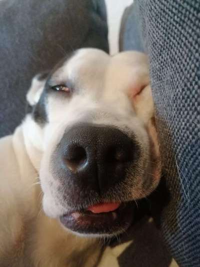 Lustigsten Grimassen von euren Hunden-Beitrag-Bild