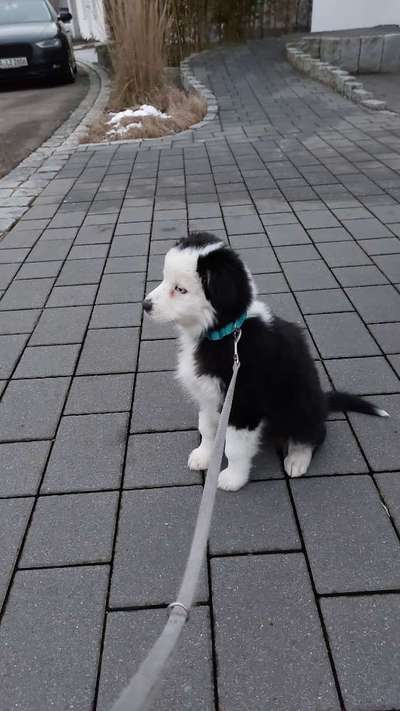 Welpen Bilder !-Beitrag-Bild