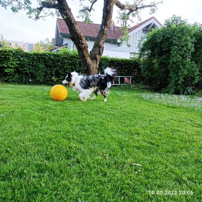 Zeigt mal eure border Collies :)-Beitrag-Bild