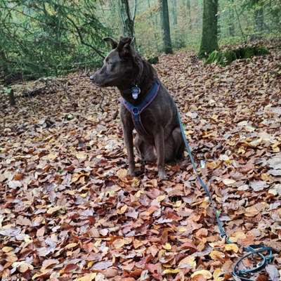Hundetreffen-Gemeinsamer Spaziergang und Spieletreffen-Bild