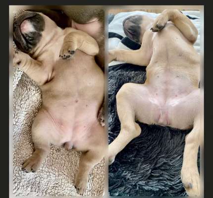 Dogorama Photo Challenge - Zeigt her eure Bäuche-Beitrag-Bild