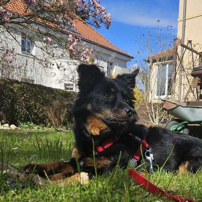 Hundetreffen-Sozial Walk-Bild