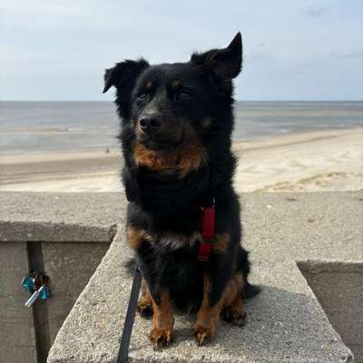 Hundetreffen-Spaziergänge-Bild