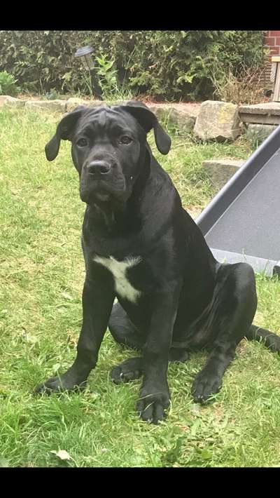 Wo sind die ganzen Molosser? Zeigt doch mal Eure Molosser-Beitrag-Bild