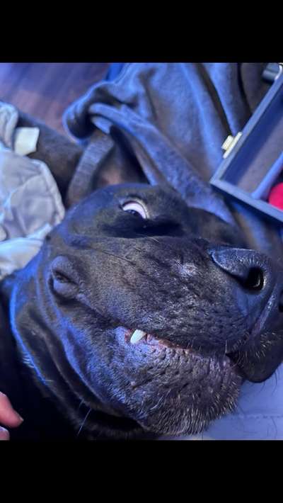 Lustigsten Grimassen von euren Hunden-Beitrag-Bild