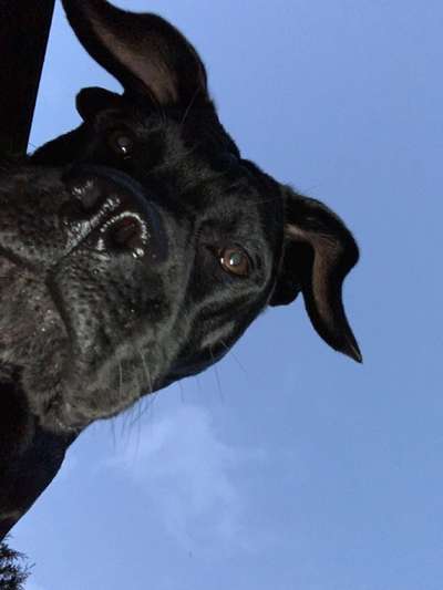 Zeigt mir die tollste Nahaufnahme von eurer Fellnase-Beitrag-Bild