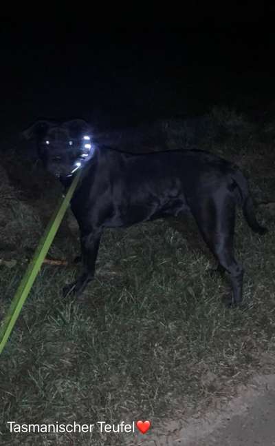 Beleuchtung beim Gassigang-Beitrag-Bild