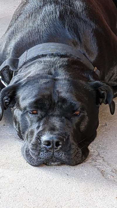 Dogorama Photo Challenge - Details Ganz nah-Beitrag-Bild