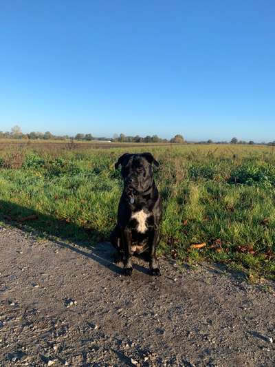Handy Fotochallenge Nr. 52: Dein Hund mit blauem Himmel-Beitrag-Bild