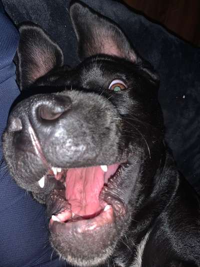 Lustigsten Grimassen von euren Hunden-Beitrag-Bild