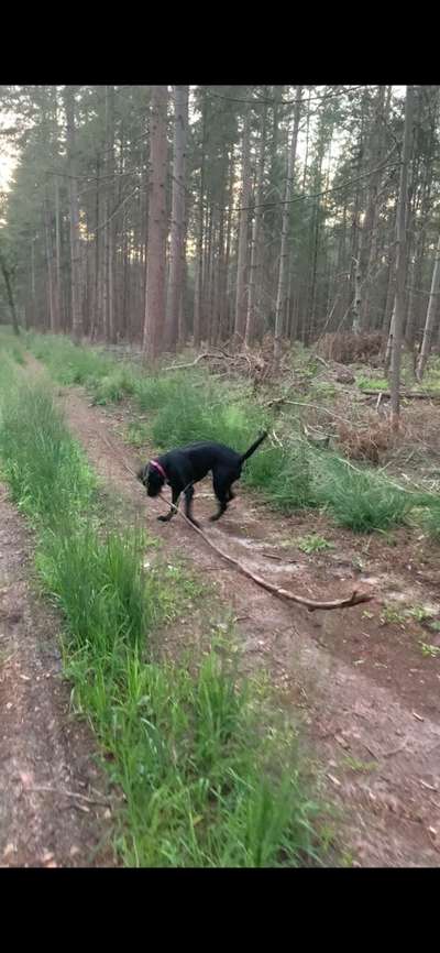 Knüppel aus dem Wald Foto Wettbewerb-Beitrag-Bild